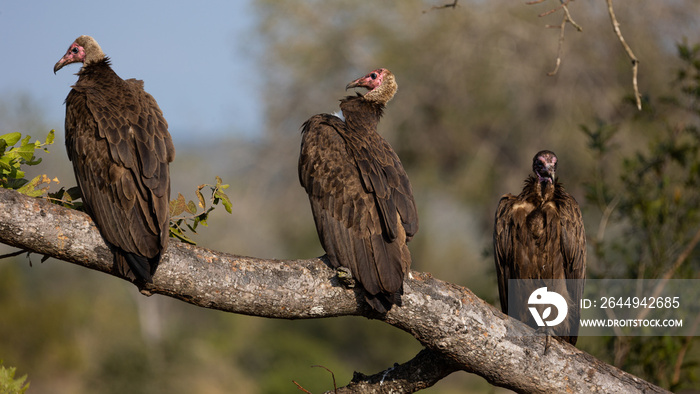 three hooded vultures perched on a branch