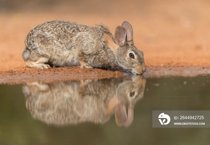 Cute Eastern Cottontail Rabbit in wild