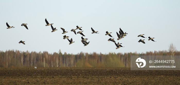 migratory birds flock of geese in the field, landscape seasonal migration of birds, hunting