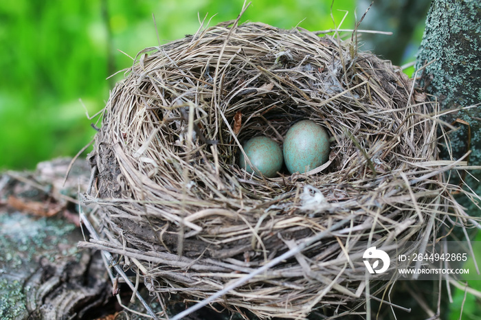 bird nest in nature