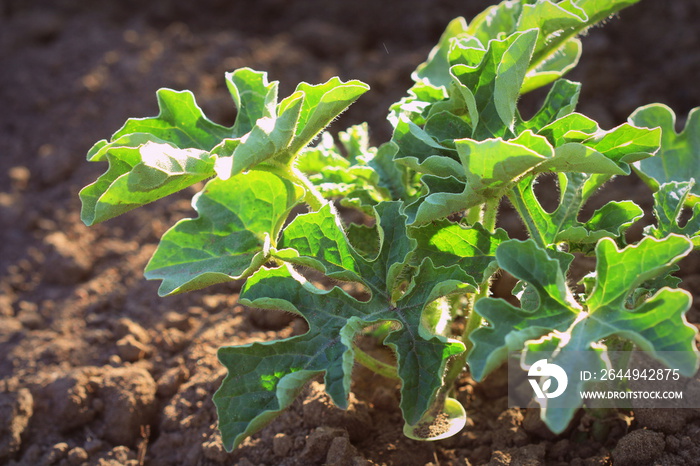 young watermelon seedlings growing on the vegetable bed