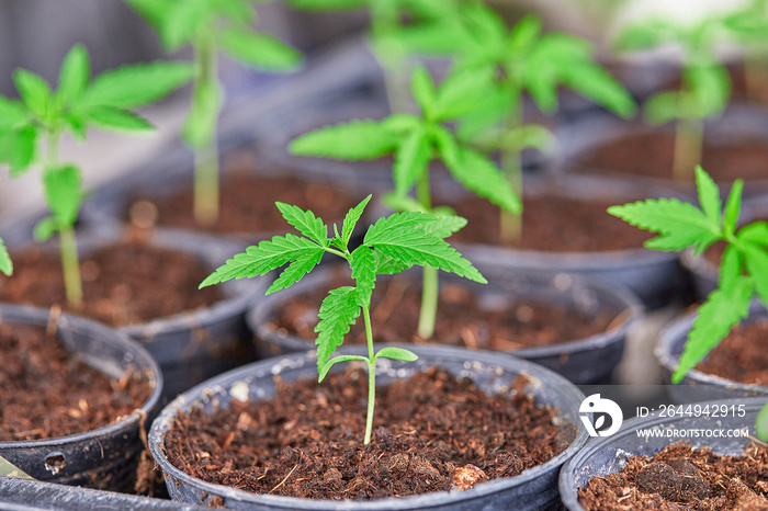 Cannabis seedlings are growing in black pot. cannabis is a plant that is recognized as a plant with medicinal benefits.