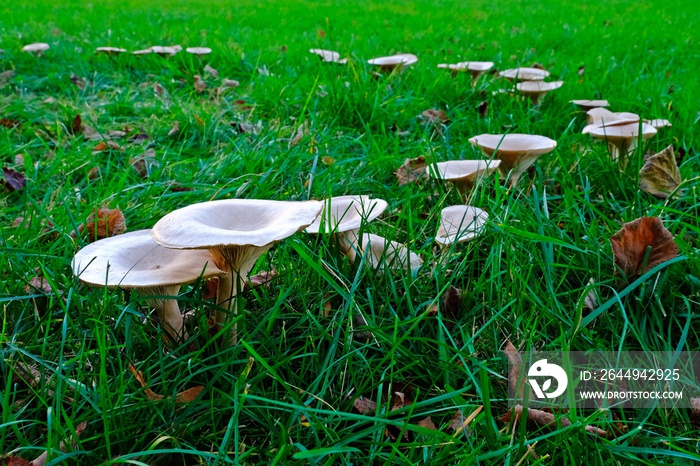 The fairy ring mushrooms (Chlorophyllum molybdites, Garden Fungi) backyard mushroom growing on grass.