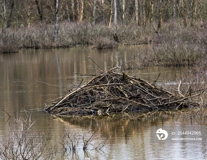 Beaver lodge in lake