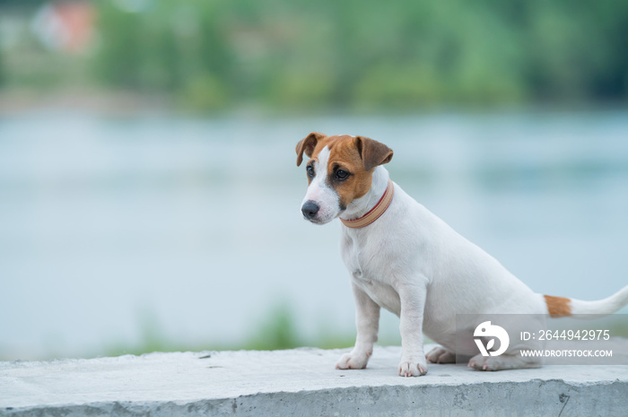 A frightened frightened puppy sits alone on a parapet. A sad little dog got lost on a street in the city. Funny Jack Russell Terrier lonely outdoors.