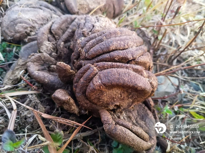 A close of shot of a dried cow dung. These are often used as a fuel in rural Indian villages and other parts of the world.