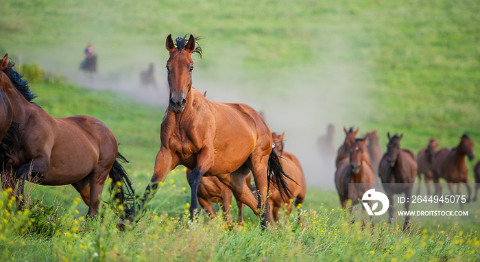 herd of horses runs through the meadow.