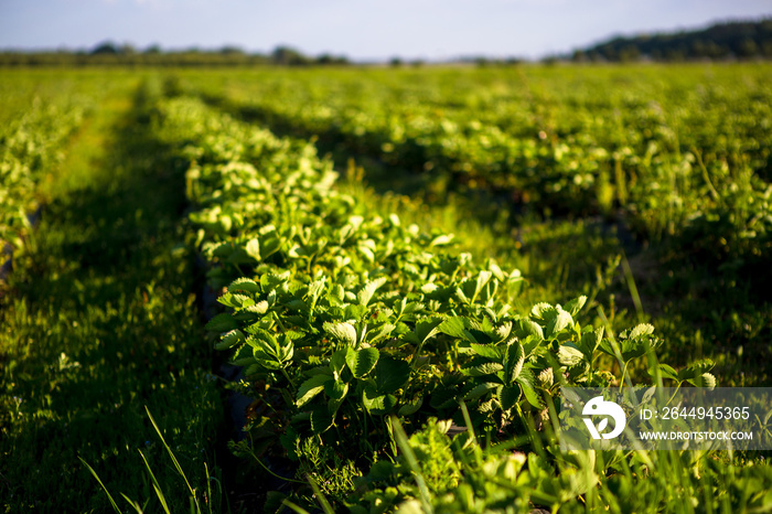 Rows of Strawberry plants in a strawberry field