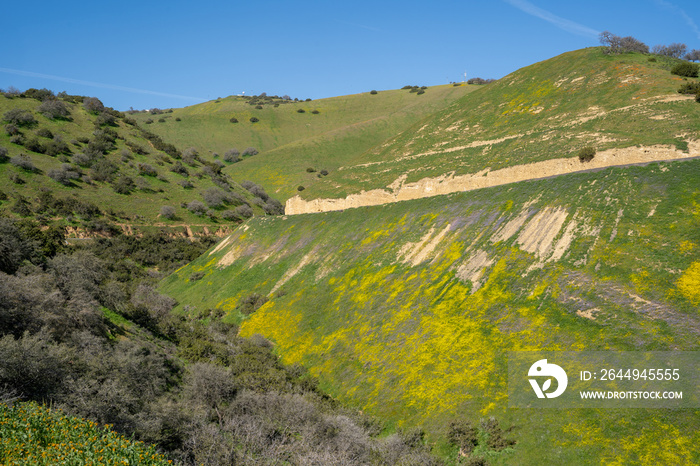 Beautiful vista of wildflowers, rolling hills and the San Andreas Fault along Highway 58 near Carrizo Plain National Monument in spring