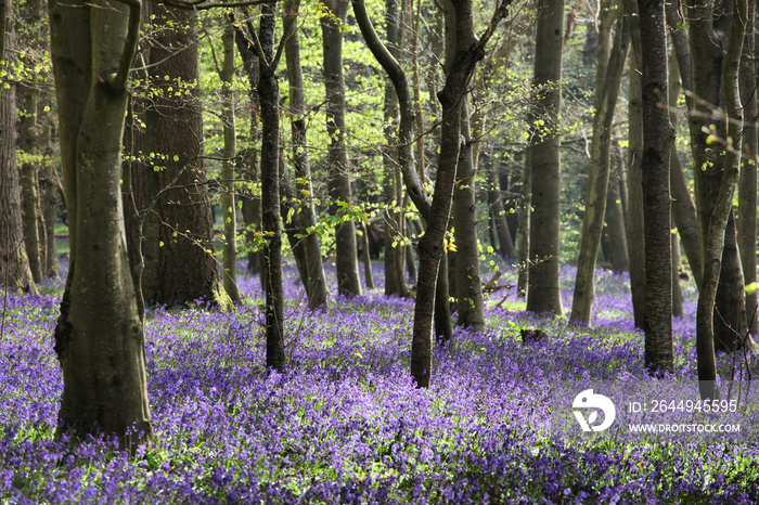 Native wild bluebells in woodland on a spring day in England