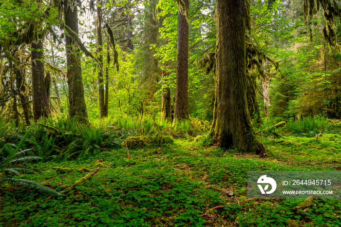 Sunlight illuminates an idyllic scene in an old-growth forest above a lush meadow lined with ferns - Hoh Rain Forest, Olympic National Park, Washington