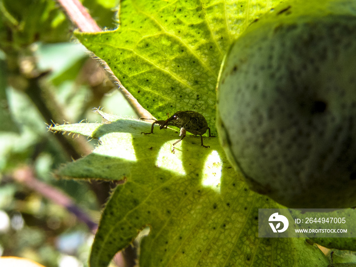 Mato Grosso, Brazil, April 19, 2006. The boll weevil ( Anthonomus grandis ) is a beetle which feeds on cotton buds and flowers.