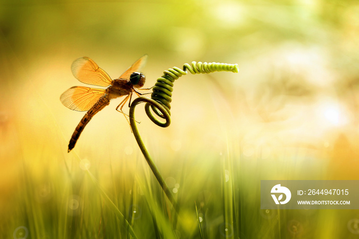 dragonfly perched on spiral flower