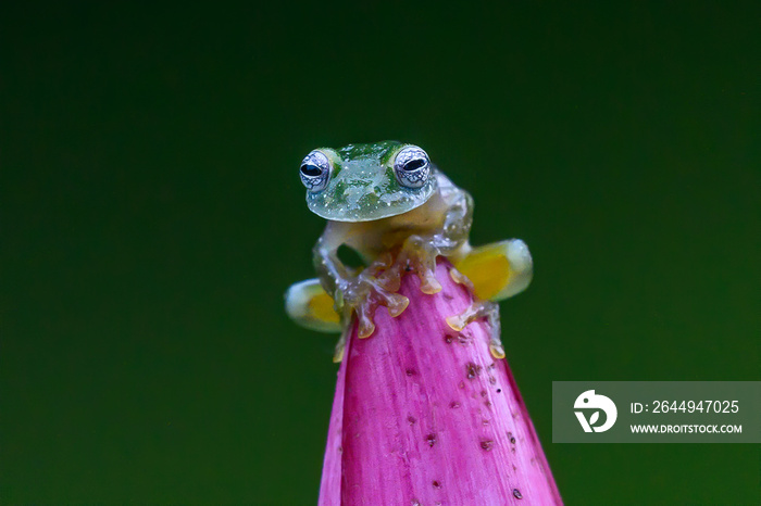 Teratohyla spinosa glass frog (spiny cochran frog) of the family of centrolenidae on a green leaf in the jungle of Costa Rica. Found in the jungle of Tortuguero national park.