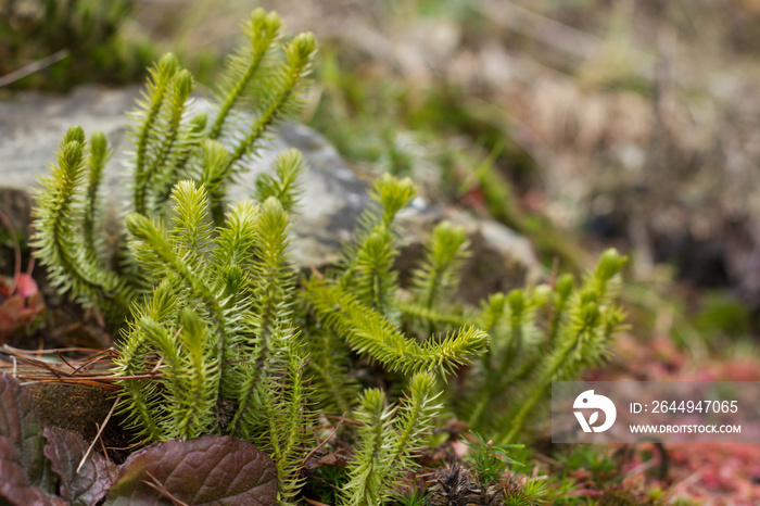 Lycopodium clavatum (common club moss) is an evergreen plant of the family Lycopodiaceae