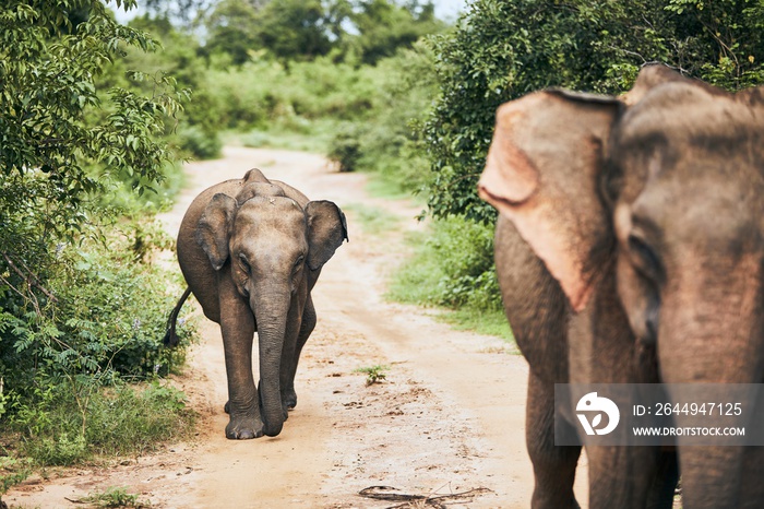 Wildlife elephants in Sri Lanka