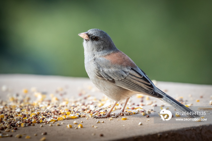 Dark-eyed Junco (Junco hyemalis), Red-backed variety, in Colorado