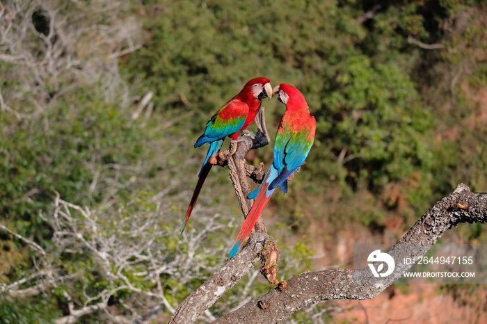 Red And Green Macaws, Ara Chloropterus, Buraco Das Araras, near Bonito, Pantanal, Brazil