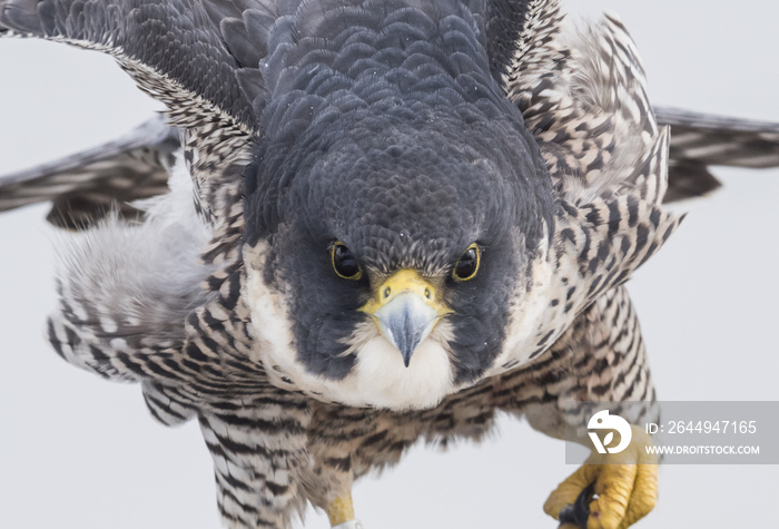 Peregrine Falcon