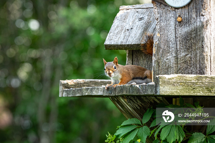 Red squirrel lives in bird house.