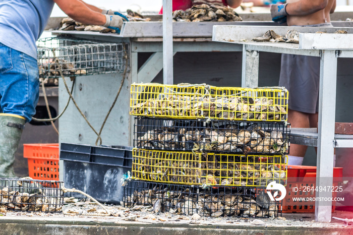 Oyster farming in the Damariscotta River, Maine, with traps and cages