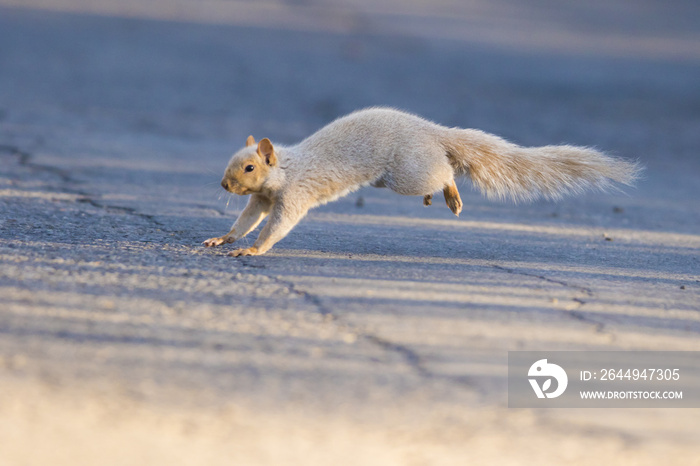 grey squirrel running in winter