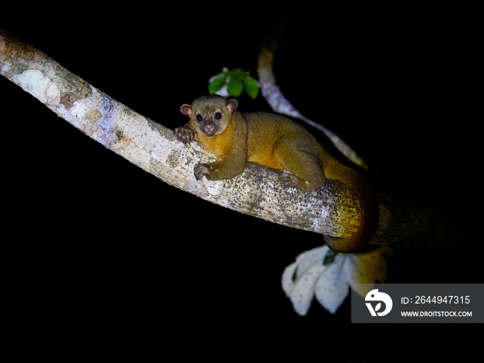 Kinkajou resting on tree branch at night