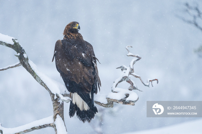 Golden Eagle (Aquila chrysaetos)