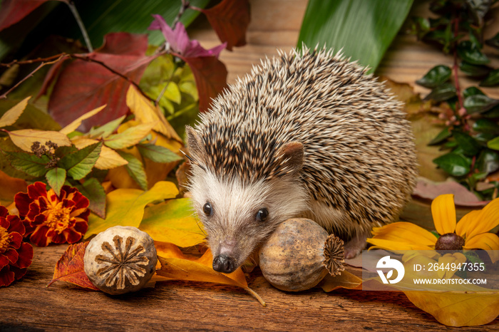 Four-toed Hedgehog (African pygmy hedgehog) - Atelerix albiventris funny autumnal picture