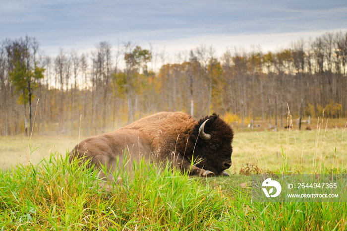 Plains Bison