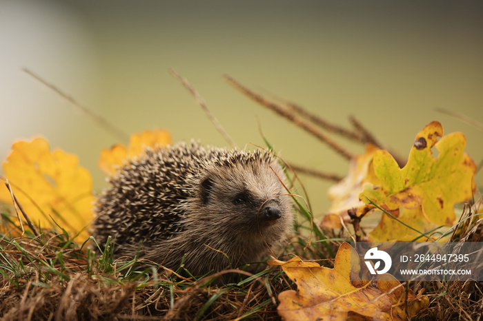 cute European hedgehog (Erinaceus europaeus) looks to see if there is danger