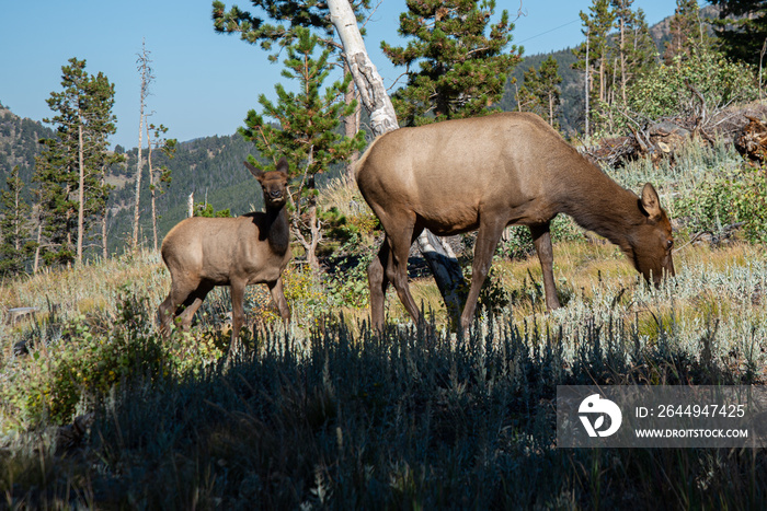 Elk and kid in forest