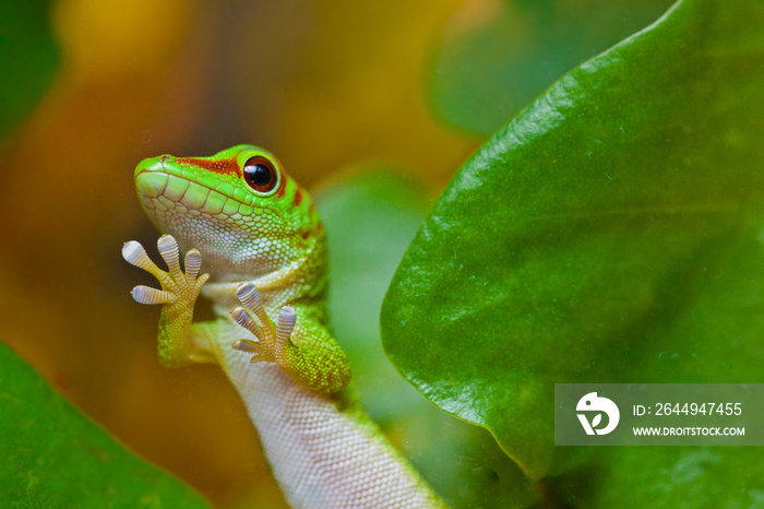 Madagaskar-Taggecko (Phelsuma madagascariensis)