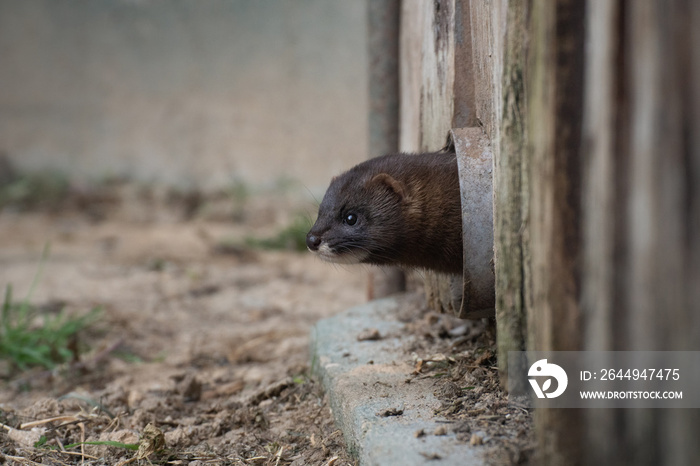 Cute little European mink in Madrid