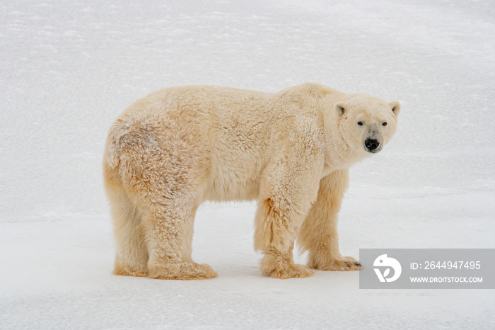 Polar bear standing on snow in Canada