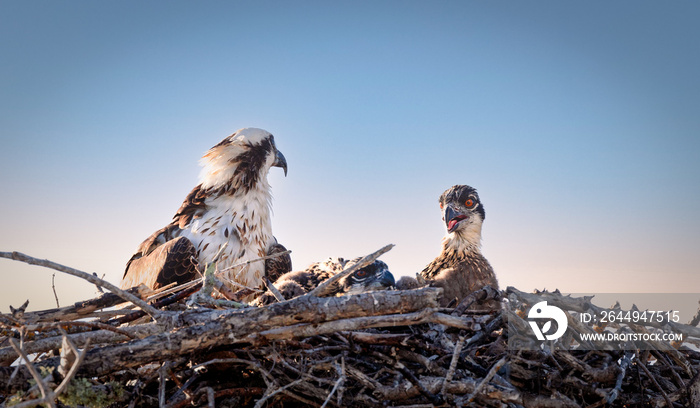 Osprey with young in nest