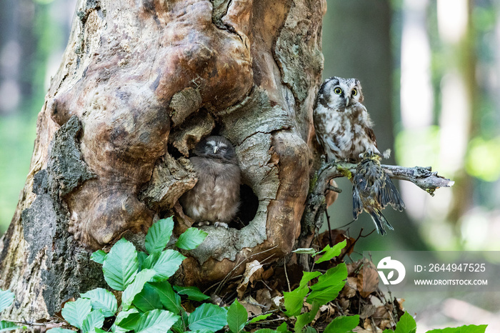 Tengmalm’s Owl Aegolius funereus, is a small owl. It is known as the Boreal Owl. Cub Boreal owl in tree hollow in nqature.