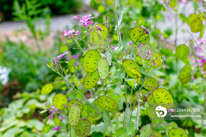 Lunaria flowering Plant with Pink flowers and unripe seedpod green leaves in garden. Lunaria annua honesty or annual honesty