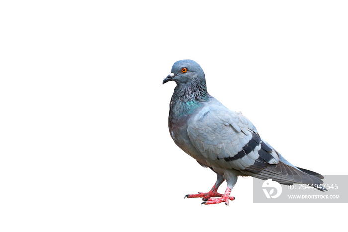 Pigeon standing isolated on transparent background.