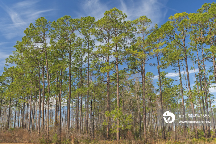 Longleaf pines in the Southeast