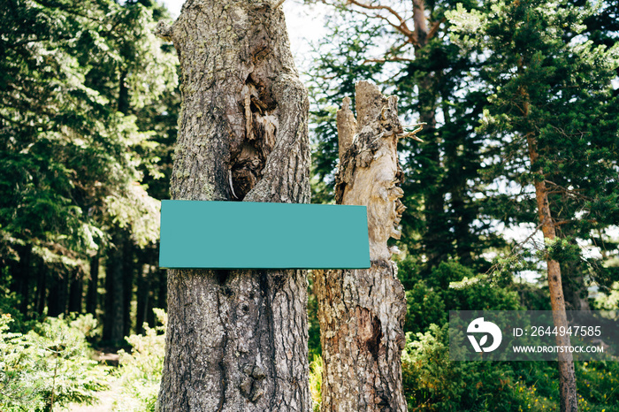 Blank green sign on a tree in the middle of the forest