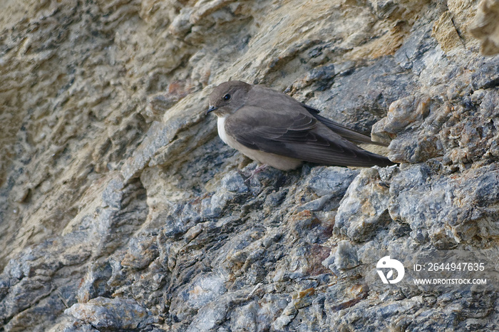 Eurasian Crag Martins (Ptyonoprogne rupestris) resting on a rock