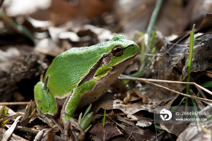 Tree frog (Hyla arborea) syn. (Rana arborea), European tree frog on the forest ground, in natural environment, natural habitat