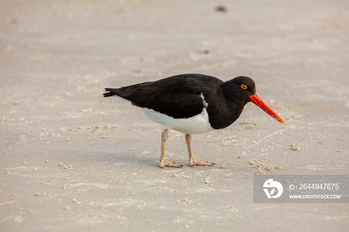 Magellanic Oystercatcher, Falkland Islands