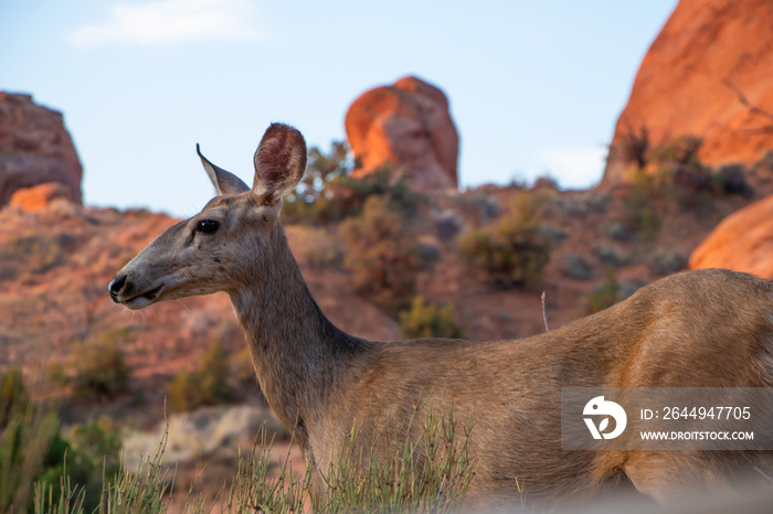 Deer in Arches National Park close up