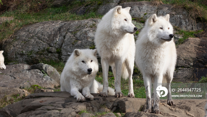 An arctic wolf in the woods