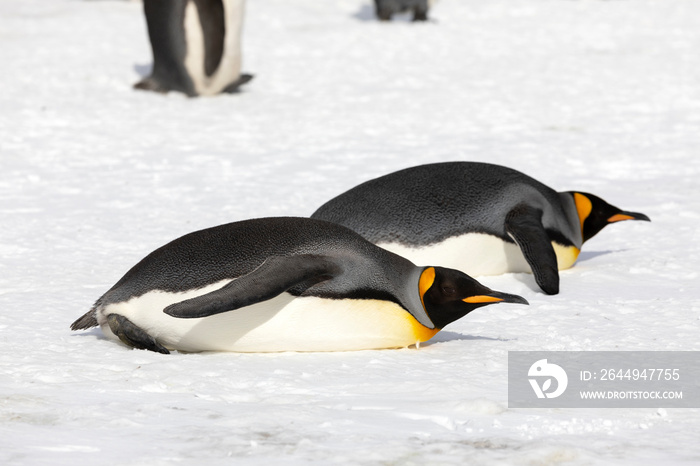 two king penguins have laid to rest on Salisbury Plain on South Georgia in Antarctica