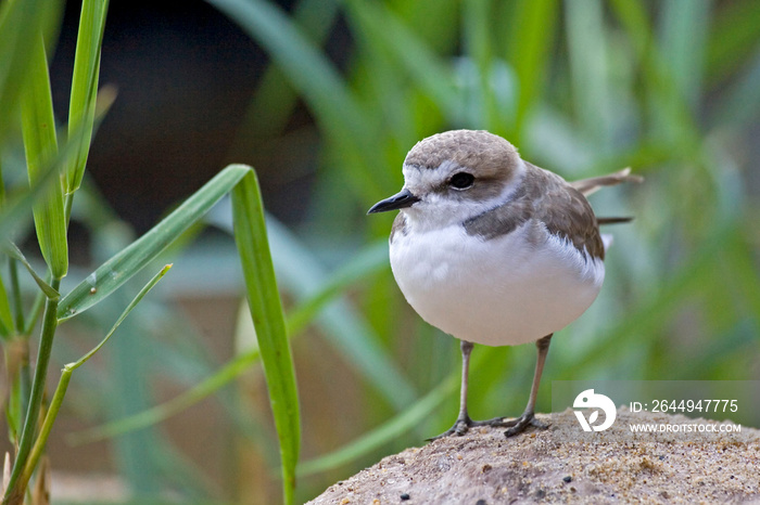 Snowy Plover, Charadrius nivosus, relaxed view