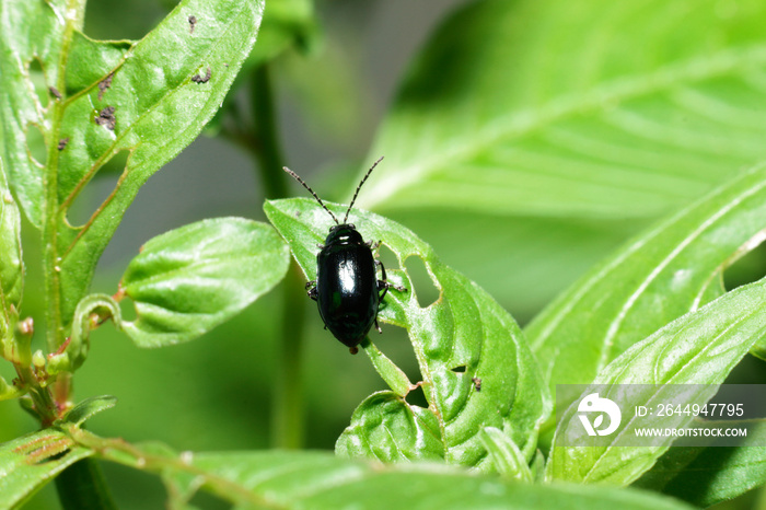 close-up flea beetle black insect with dung on leaf