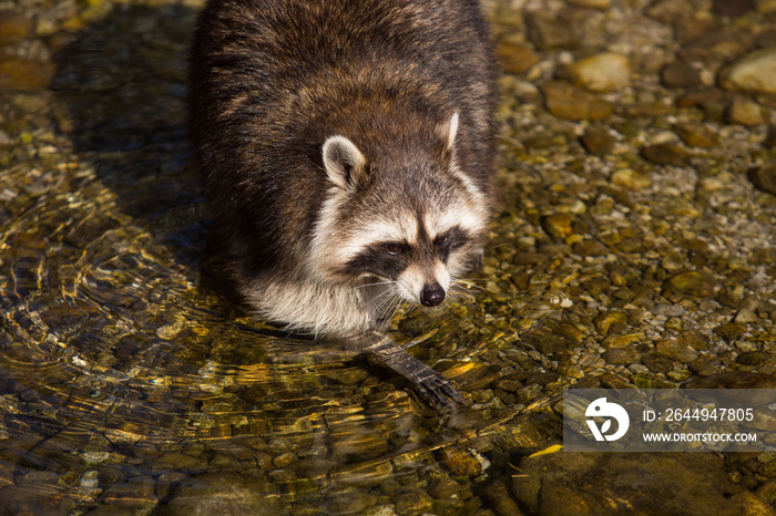 Waschbär im Wildpark Grünau